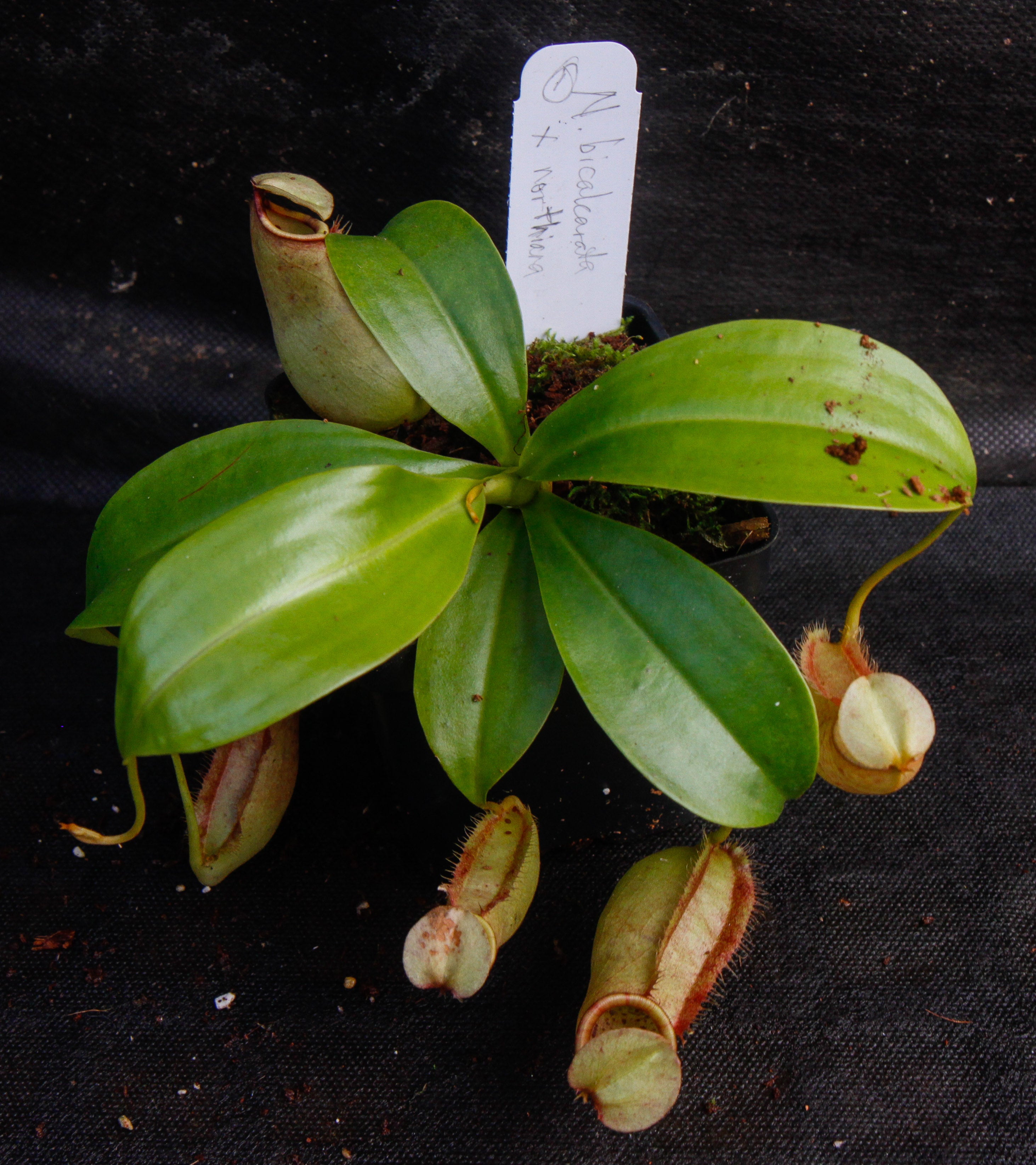 Nepenthes bicalcarata x northiana – Carnivero