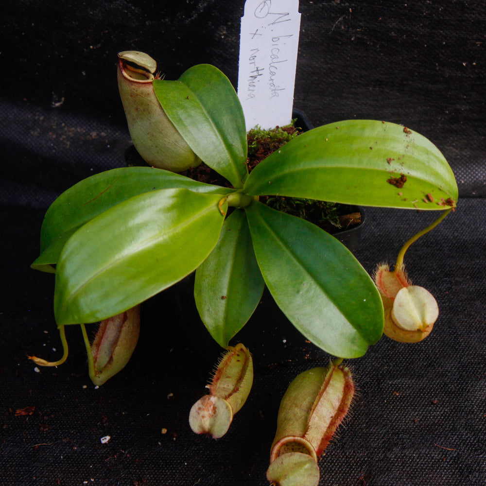 Nepenthes bicalcarata x northiana