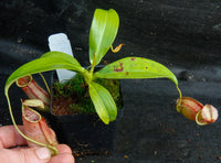 Nepenthes bicalcarata x northiana