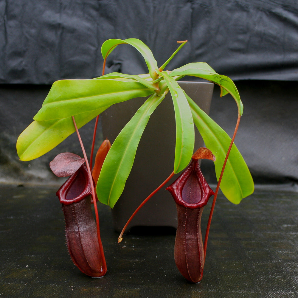 
                      
                        Nepenthes Bill Bailey large dark red pitcher, Pitcher plant, carnivorous plant, collectors plant, large pitchers, rare nepenthes, terrarium plant, easy to grow nepenthes, beginner nepenthes, beginner pitcher plants.
                      
                    