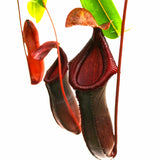 Nepenthes Bill Bailey large dark red pitcher, Pitcher plant, carnivorous plant, collectors plant, large pitchers, rare nepenthes, terrarium plant, easy to grow nepenthes, beginner nepenthes, beginner pitcher plants.