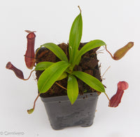 Nepenthes Bill Bailey large dark red pitcher, Pitcher plant, carnivorous plant, collectors plant, large pitchers, rare nepenthes, terrarium plant, easy to grow nepenthes, beginner nepenthes, beginner pitcher plants.