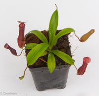 Nepenthes Bill Bailey