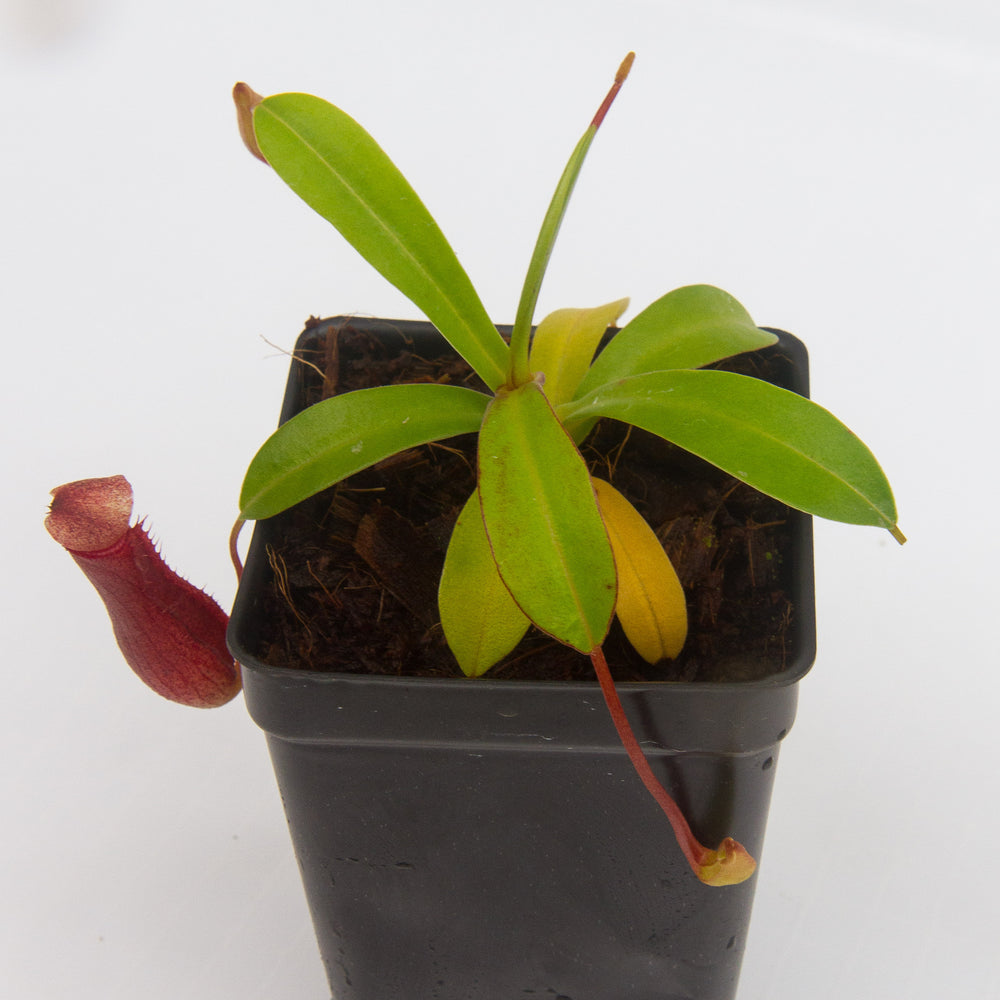 
                      
                        Nepenthes Bill Bailey large dark red pitcher, Pitcher plant, carnivorous plant, collectors plant, large pitchers, rare nepenthes, terrarium plant, easy to grow nepenthes, beginner nepenthes, beginner pitcher plants.
                      
                    