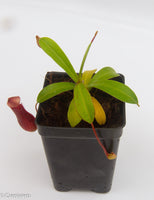 Nepenthes Bill Bailey