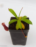 Nepenthes Bill Bailey large dark red pitcher, Pitcher plant, carnivorous plant, collectors plant, large pitchers, rare nepenthes, terrarium plant, easy to grow nepenthes, beginner nepenthes, beginner pitcher plants.