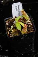 Nepenthes bokorensis