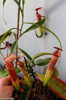 Nepenthes bokorensis