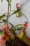 Nepenthes bokorensis