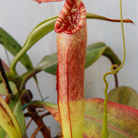 Close up of Nepenthes bokorensis pitcher with red striped peristome against a light background