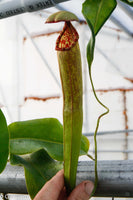 Nepenthes bokorensis