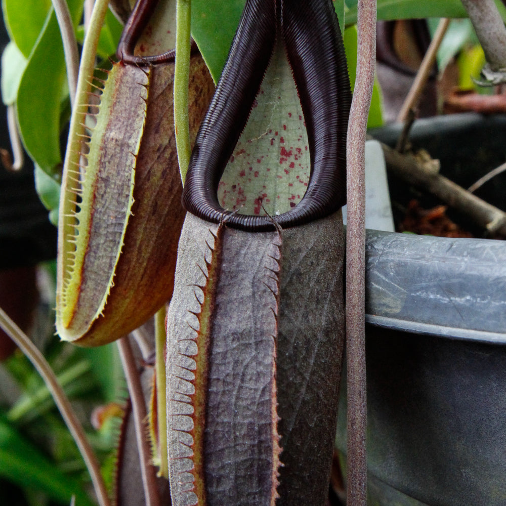 Nepenthes bongso, BE-3036