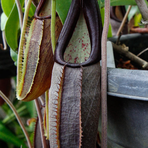 Dark brown Nepenthes bongso pitcher with ridged outer surface among green leaves