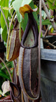 Nepenthes bongso, BE-3036