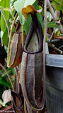 Nepenthes bongso, BE-3036