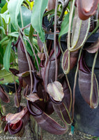 Nepenthes bongso, BE-3036