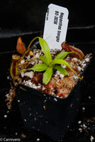 Nepenthes bongso, BE-3036