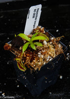 Nepenthes bongso, BE-3036