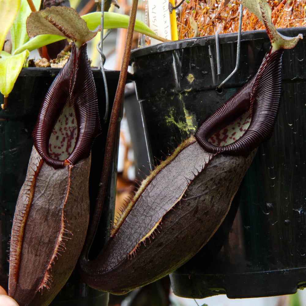 Nepenthes bongso dark