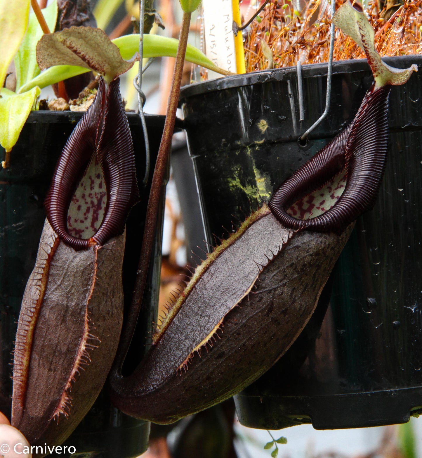 Nepenthes bongso dark