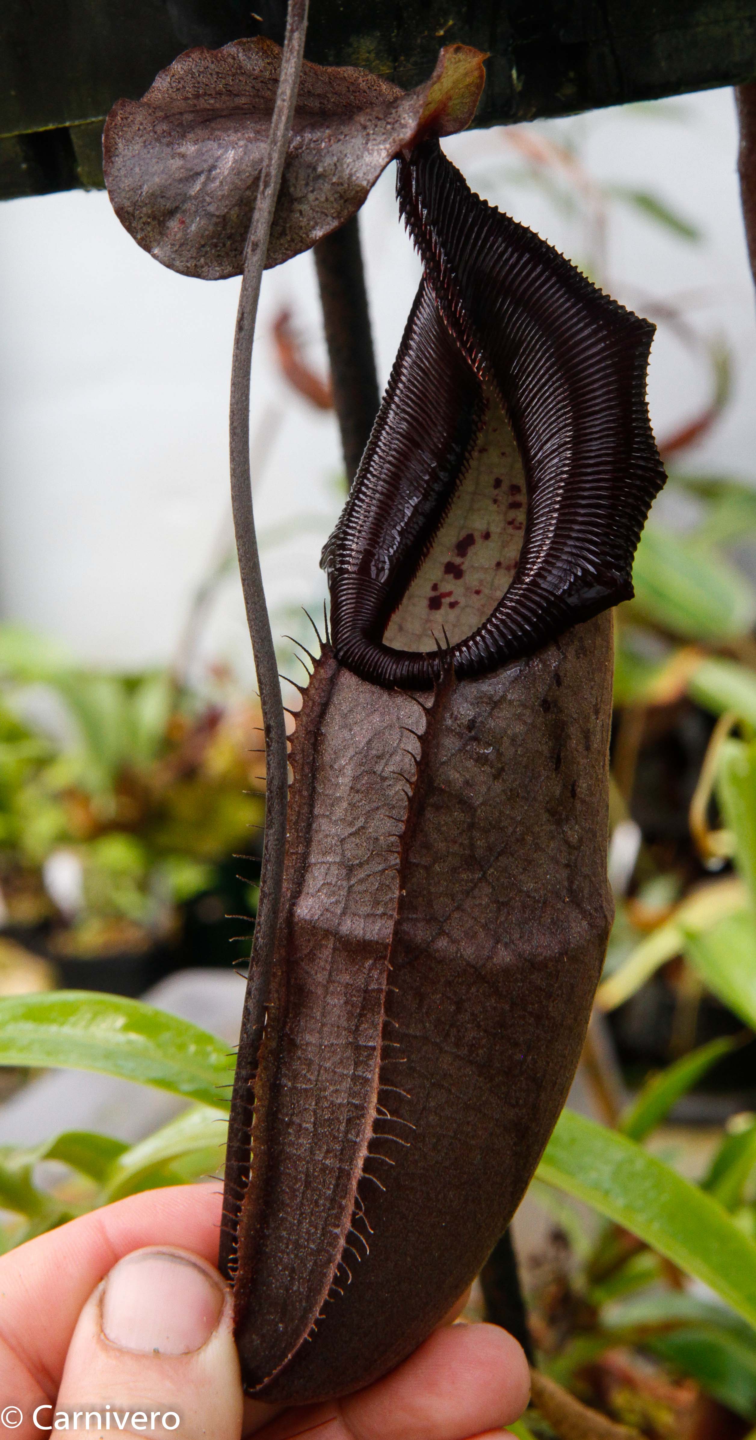 Nepenthes bongso dark – Carnivero