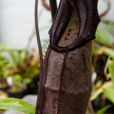 Close up of a Nepenthes bongso dark pitcher with a deep maroon ribbed body, held by a finger for scale