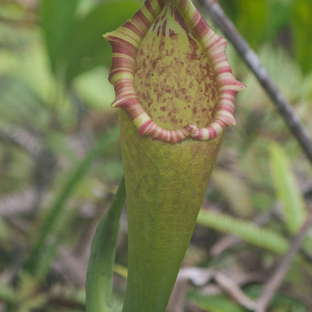 Nepenthes bongso var. robusta (seed grown)