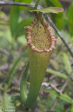 Nepenthes bongso var. robusta (seed grown)