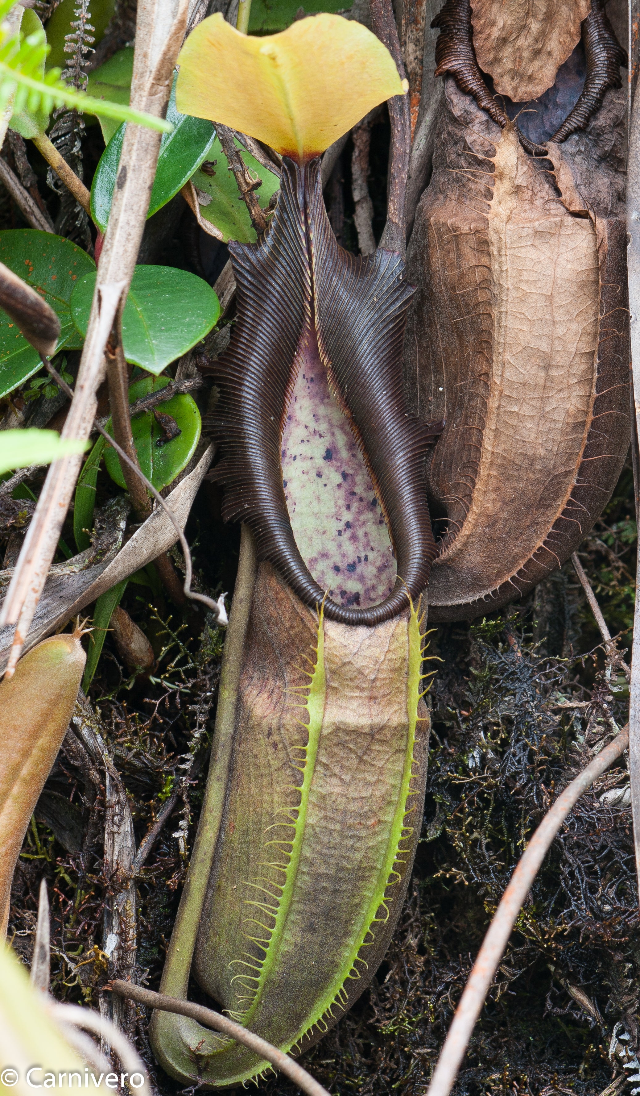 Nepenthes bongso dark – Carnivero