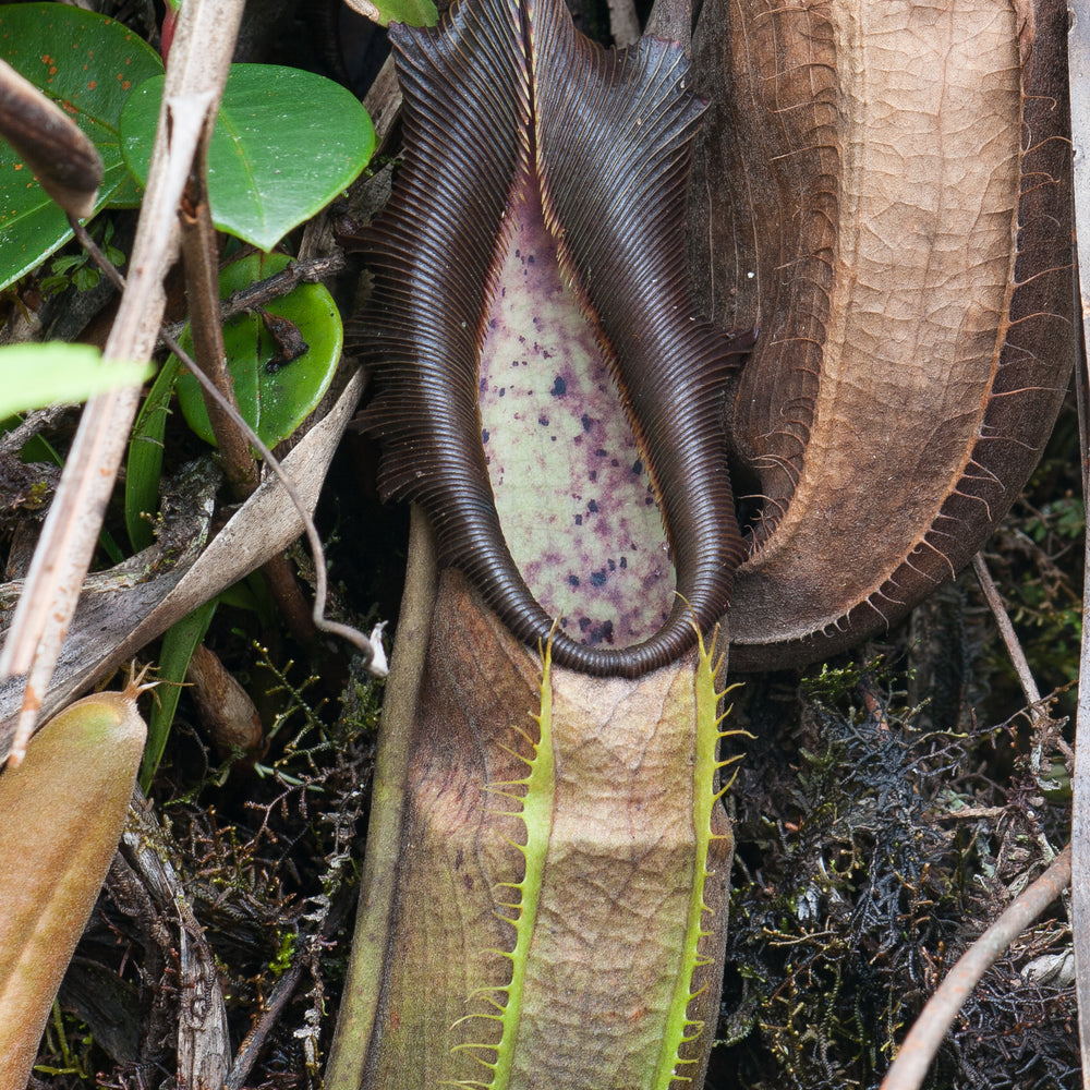 
                      
                        Nepenthes bongso dark
                      
                    
