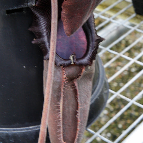 Nepenthes bongso var robusta seed grown with a large brownish pitcher attached to a stem