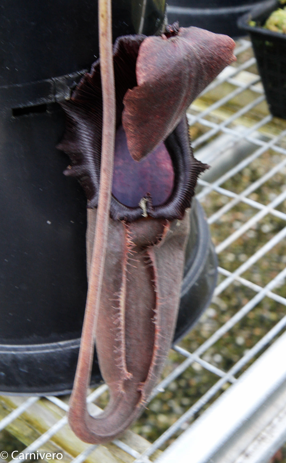 Nepenthes bongso var. robusta (seed grown)