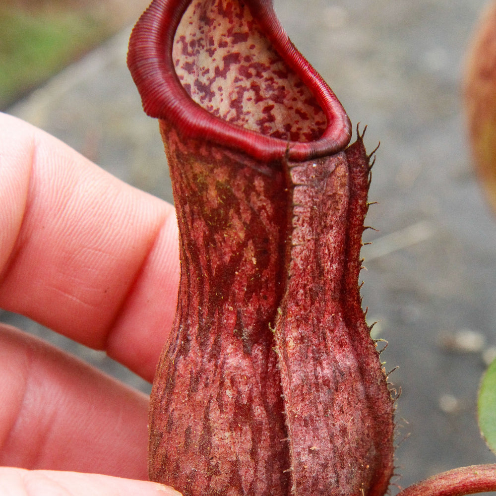Nepenthes boschiana, specimen B20