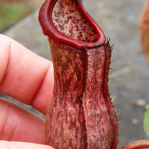 Close up of Nepenthes boschiana pitcher with tall maroon body broad opening and speckled interior