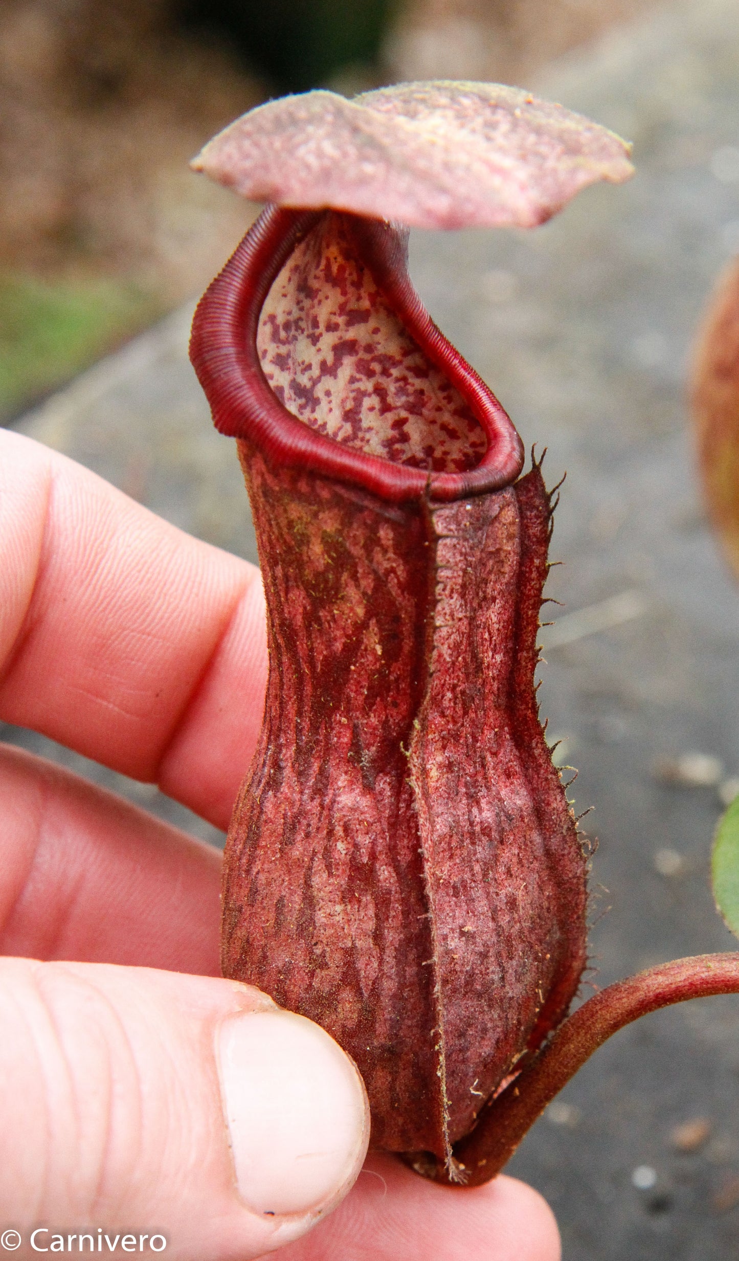 Nepenthes boschiana, specimen B20