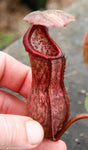 Nepenthes boschiana, specimen B20