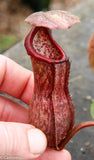 Nepenthes boschiana, specimen B20