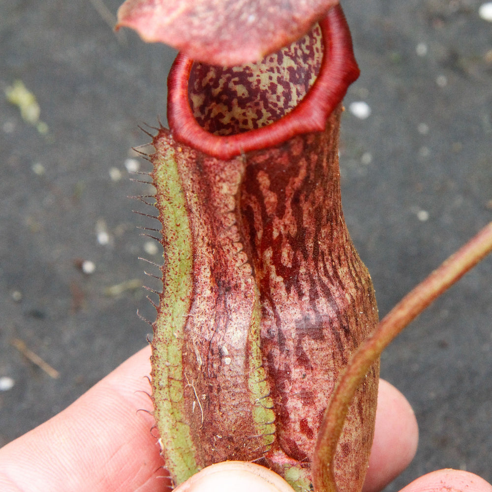 
                      
                        Nepenthes boschiana, specimen B20
                      
                    