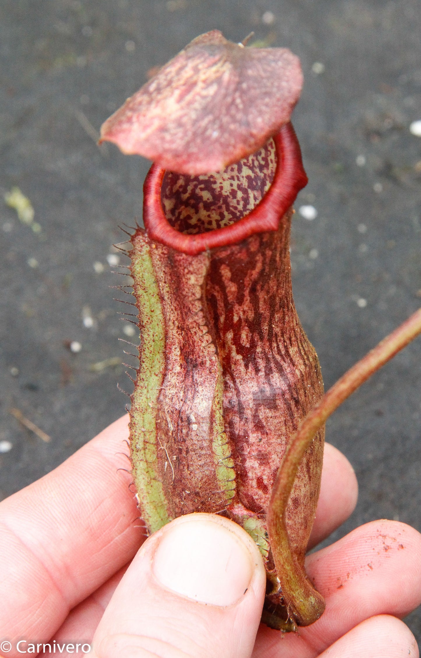 Nepenthes boschiana, specimen B20