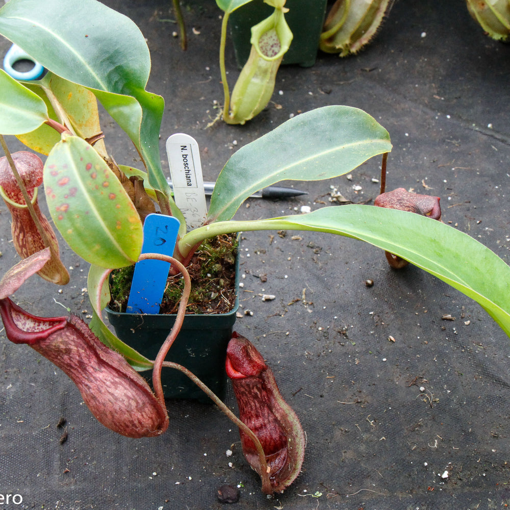 Nepenthes boschiana, specimen B20