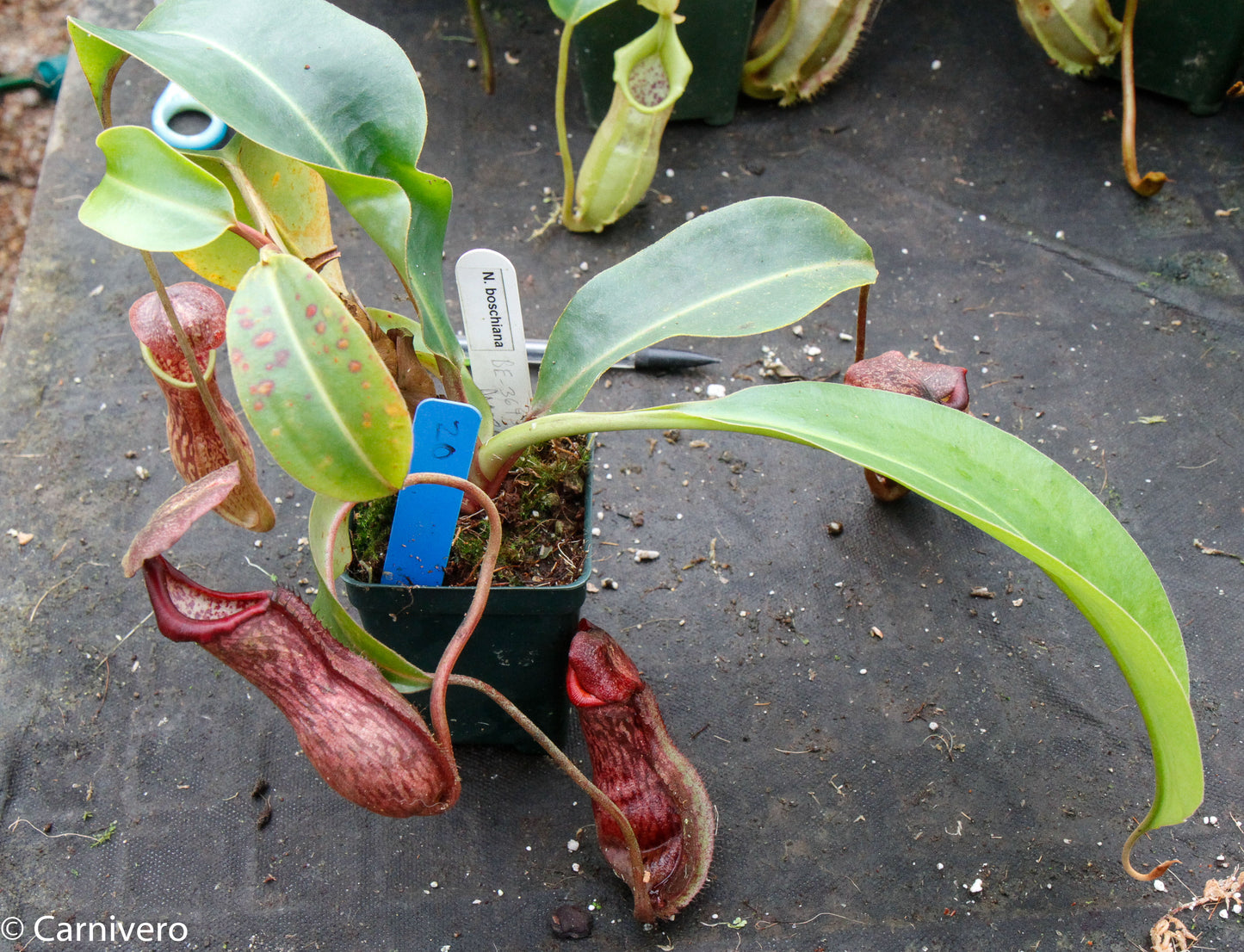 Nepenthes boschiana, specimen B20