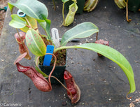 Nepenthes boschiana, specimen B20