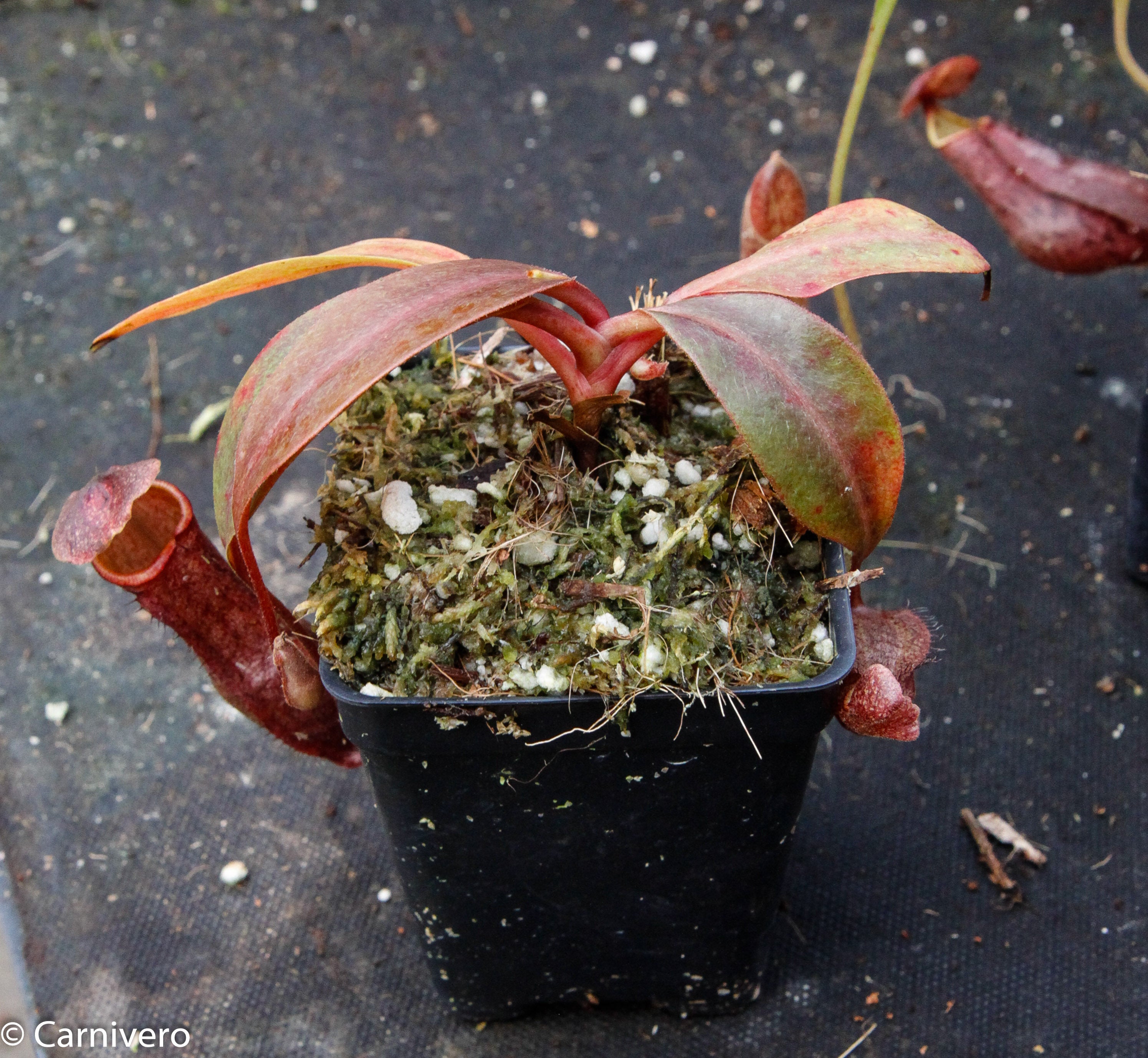 Nepenthes boschiana BE-3643 – Carnivero