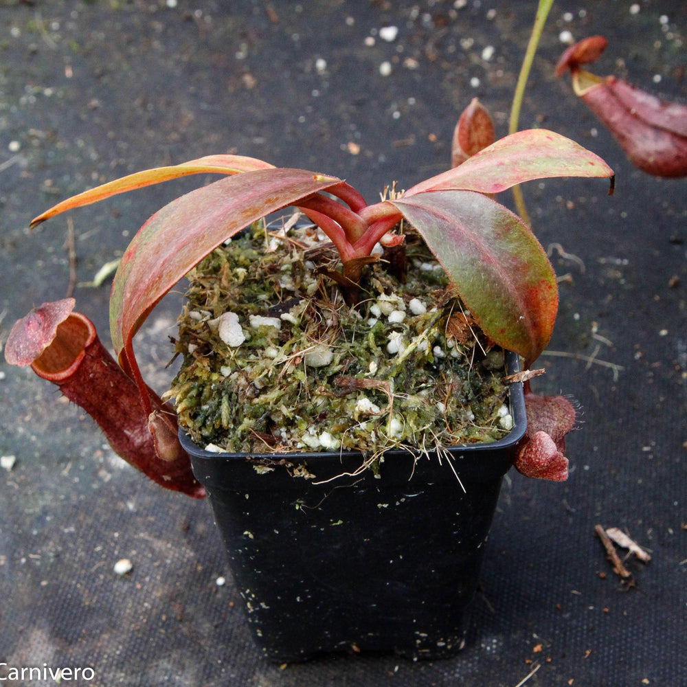 Nepenthes boschiana BE-3643