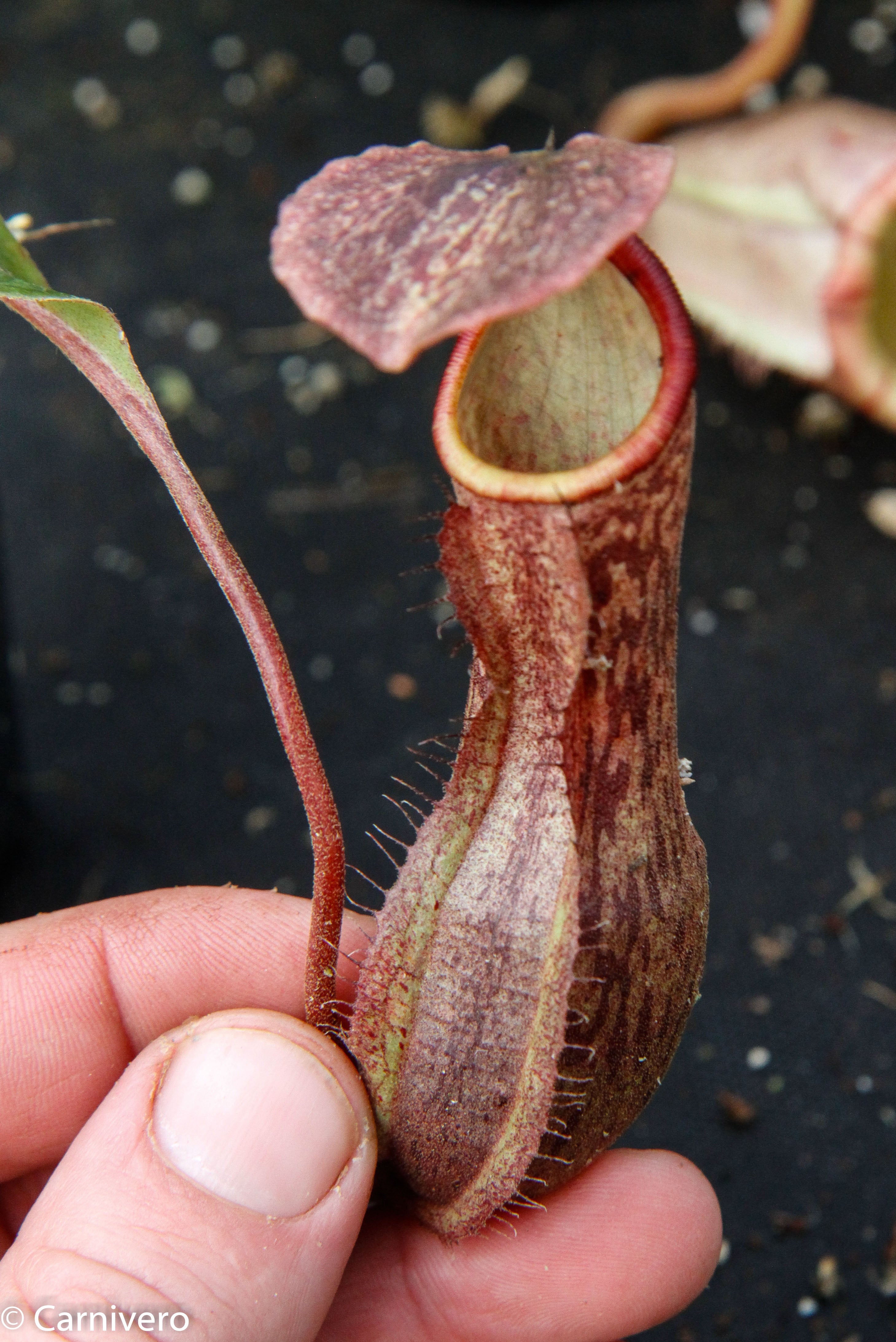 Nepenthes boschiana BE-3643 – Carnivero