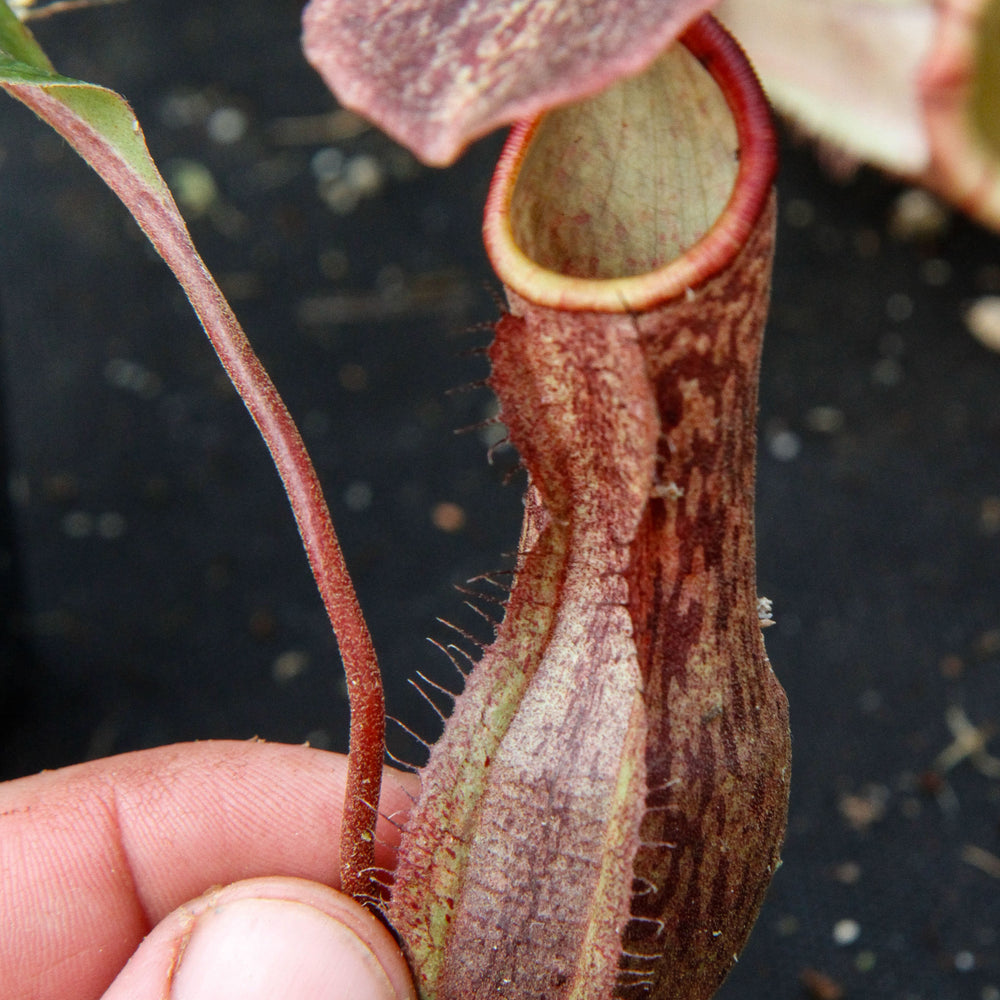 
                      
                        Nepenthes boschiana BE-3643
                      
                    