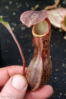 Nepenthes boschiana BE-3643