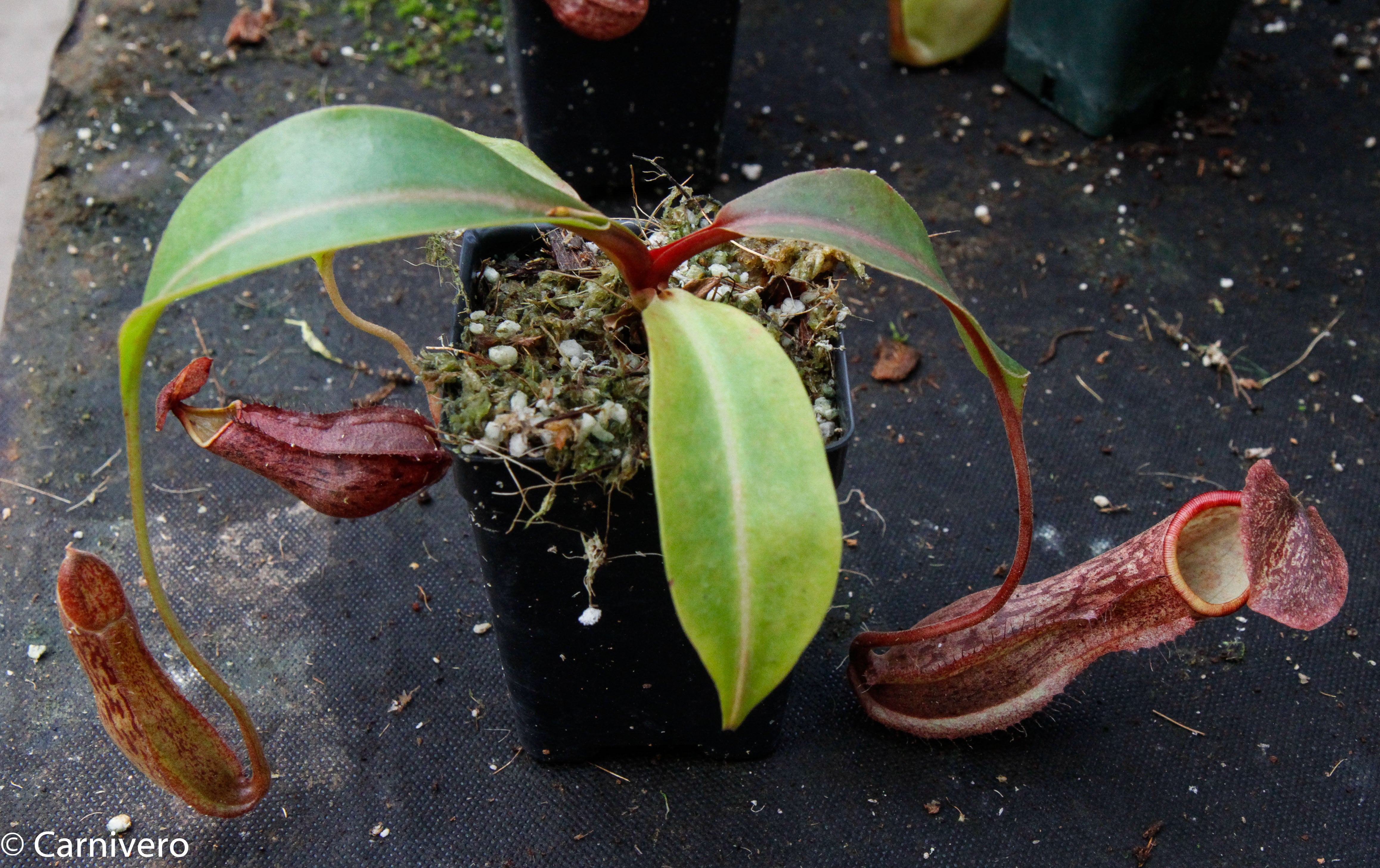 Nepenthes boschiana BE-3643 – Carnivero