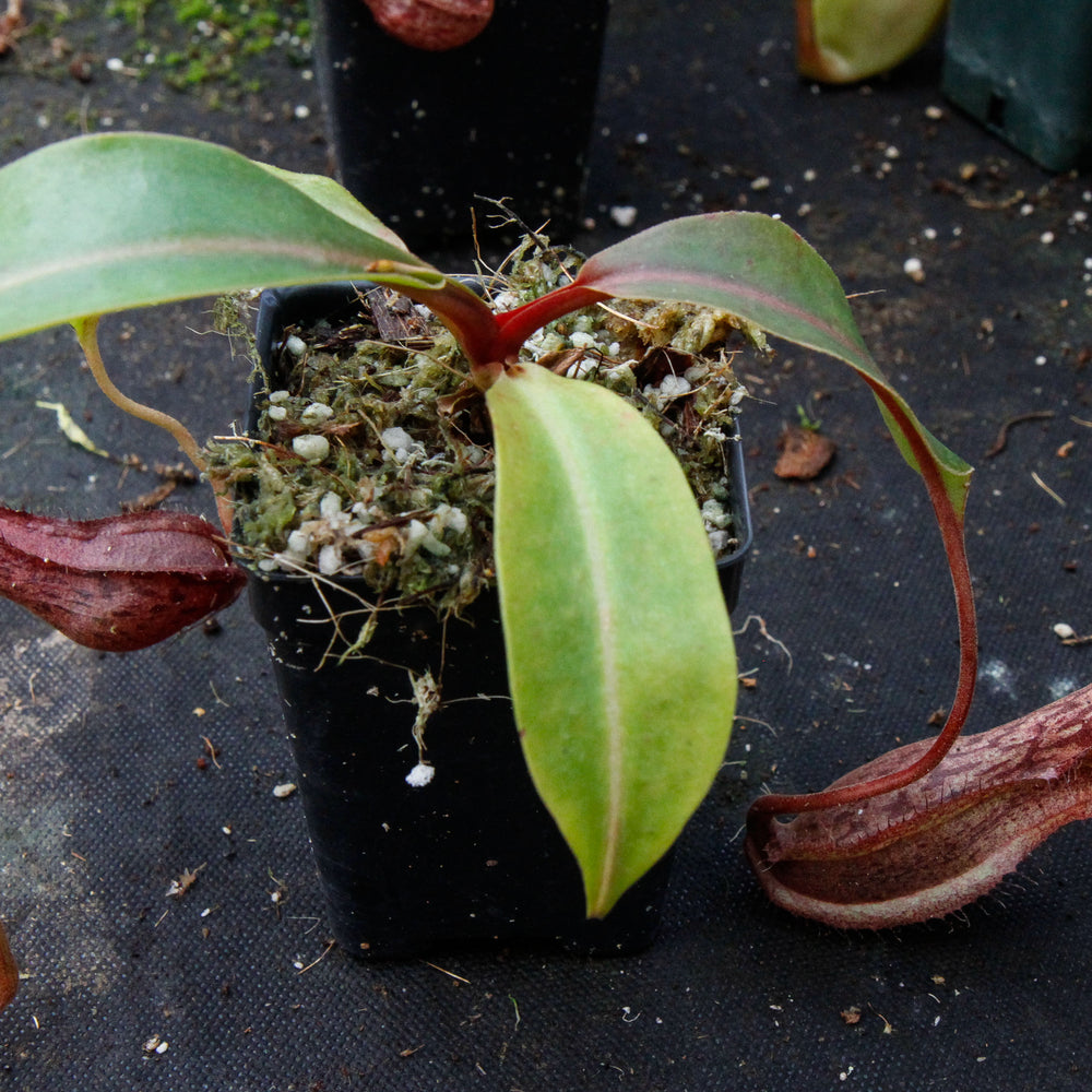 
                      
                        Nepenthes boschiana BE-3643
                      
                    