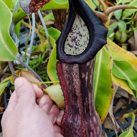 Nepenthes boschiana BE-3643 pitcher plant with a tall dark purple pitcher and brown lid held in a hand